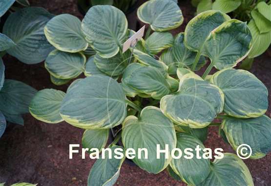 Hosta El Capitan