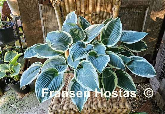Hosta El Nino