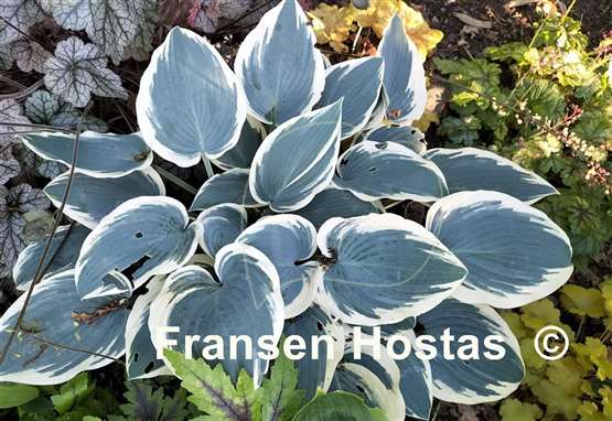 Hosta El Nino