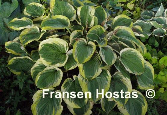Hosta El Capitan