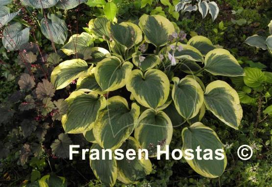 Hosta El Capitan