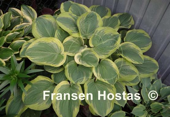 Hosta El Capitan