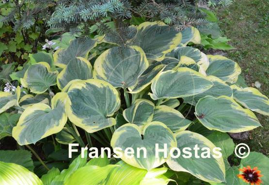 Hosta El Capitan
