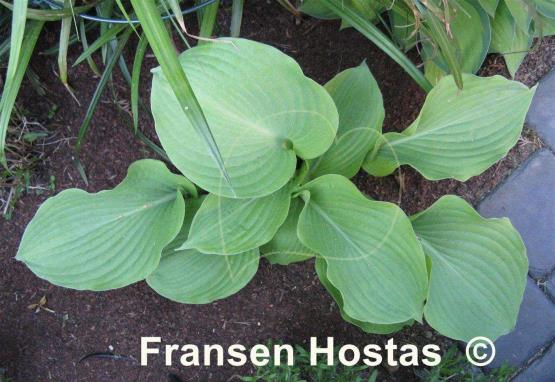 Hosta El Dorado