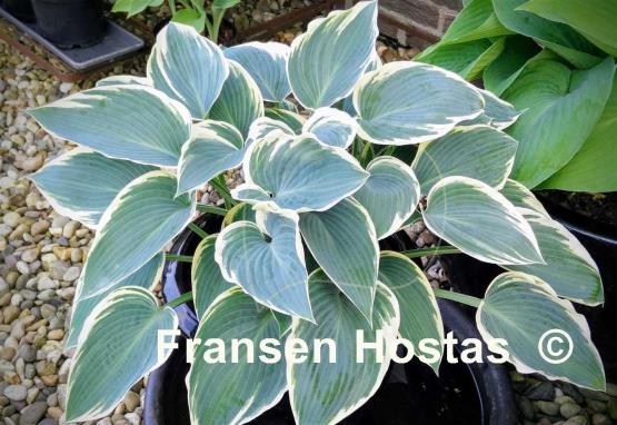 Hosta El Nino