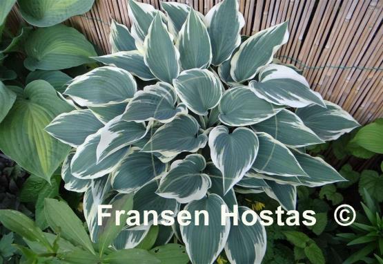 Hosta El Nino