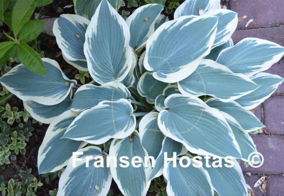 Hosta El Nino