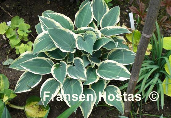 Hosta El Nino