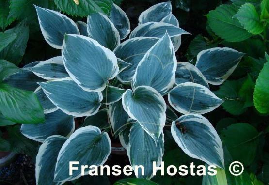Hosta El Nino