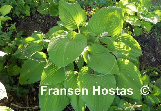 Hosta Elata