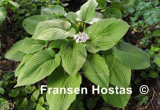 Hosta Elata