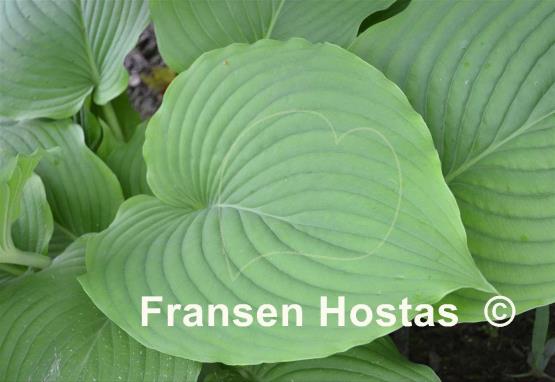 Hosta Elata