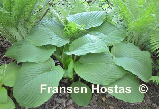 Hosta Elata