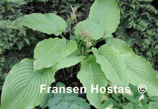 Hosta Elata
