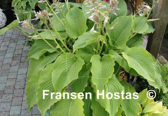 Hosta Elata