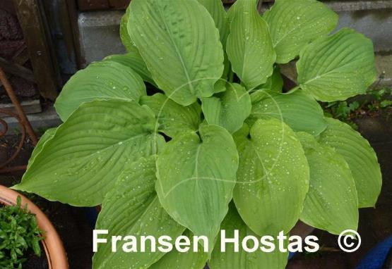Hosta Elata