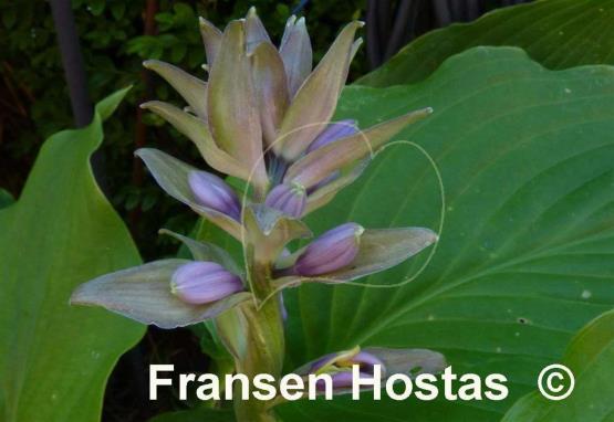Hosta Elata