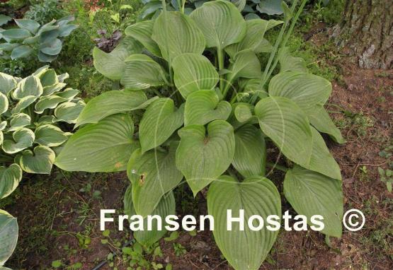 Hosta Elatior
