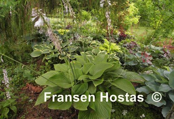 Hosta Elatior