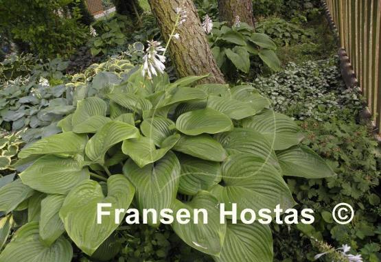 Hosta Elatior