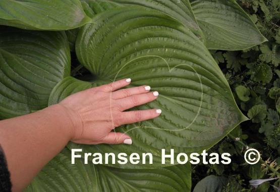 Hosta Elatior