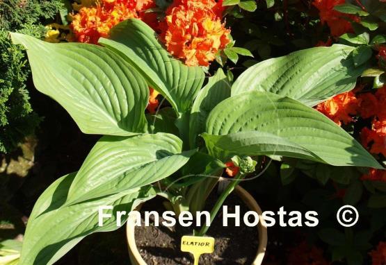 Hosta Elatior