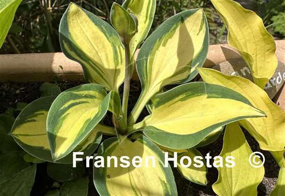 Hosta Eleanor Lachman