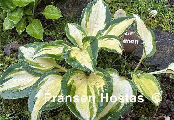Hosta Eleanor Lachman
