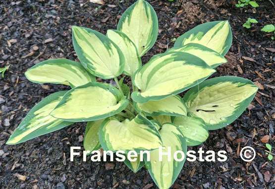 Hosta Eleanor Lachman