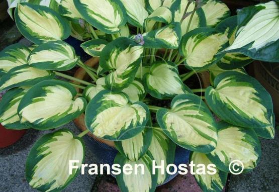 Hosta Eleanor Lachman