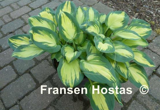 Hosta Eleanor Lachman