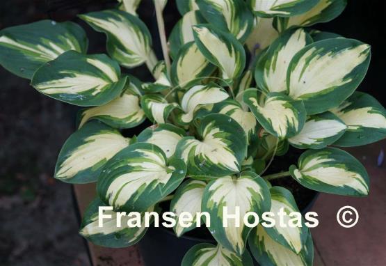 Hosta Eleanor Lachman