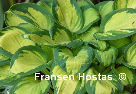Hosta Eleanor Lachman
