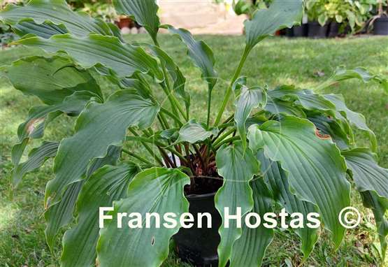 Hosta Electric Eve