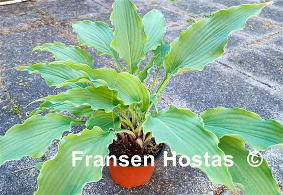 Hosta Electric Eve