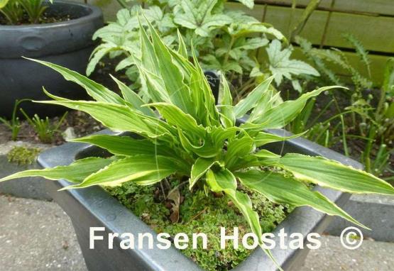 Hosta Electrocution