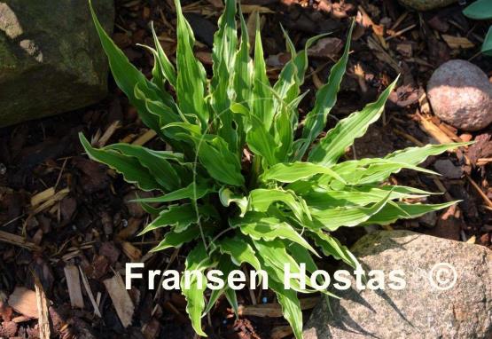 Hosta Electrocution