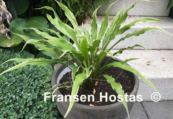 Hosta Electrocution