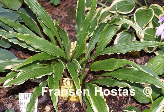 Hosta Electrocution