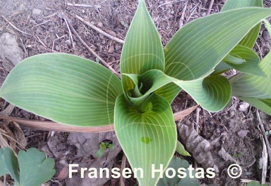 Hosta Electroglow