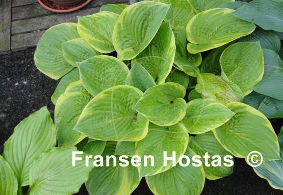 Hosta Electrum Stater