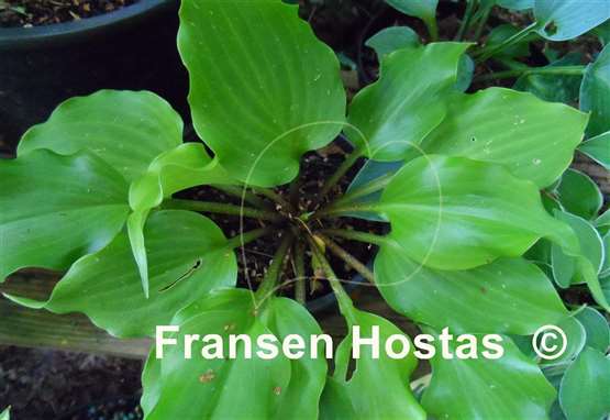Hosta Elfin Princess
