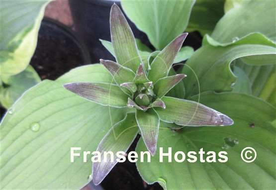 Hosta Elisabeth