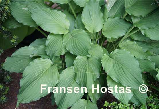Hosta Elisabeth