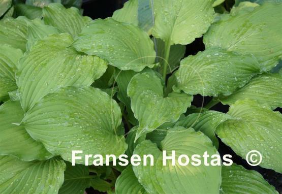 Hosta Elisabeth