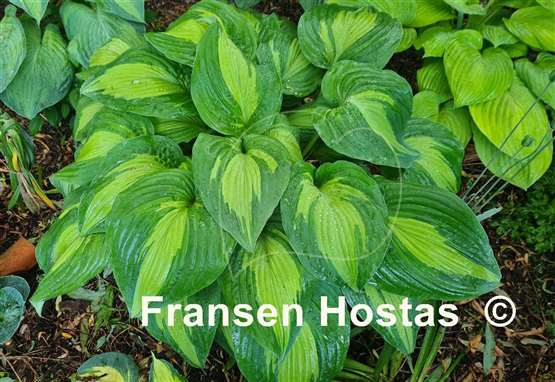 Hosta Elizabeth Campbell