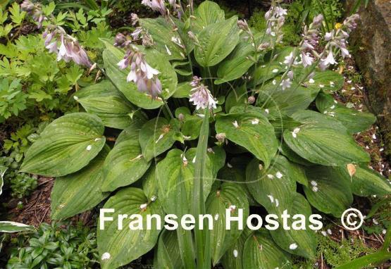 Hosta Elizabeth Campbell