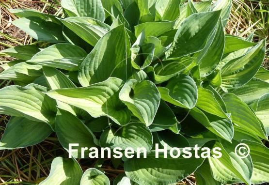Hosta Elizabeth Campbell