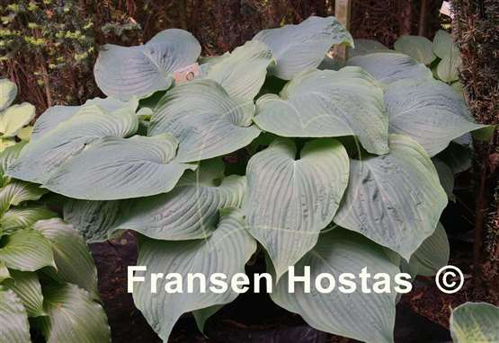 Hosta Elkhart Lake