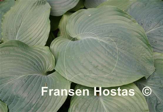 Hosta Elkhart Lake